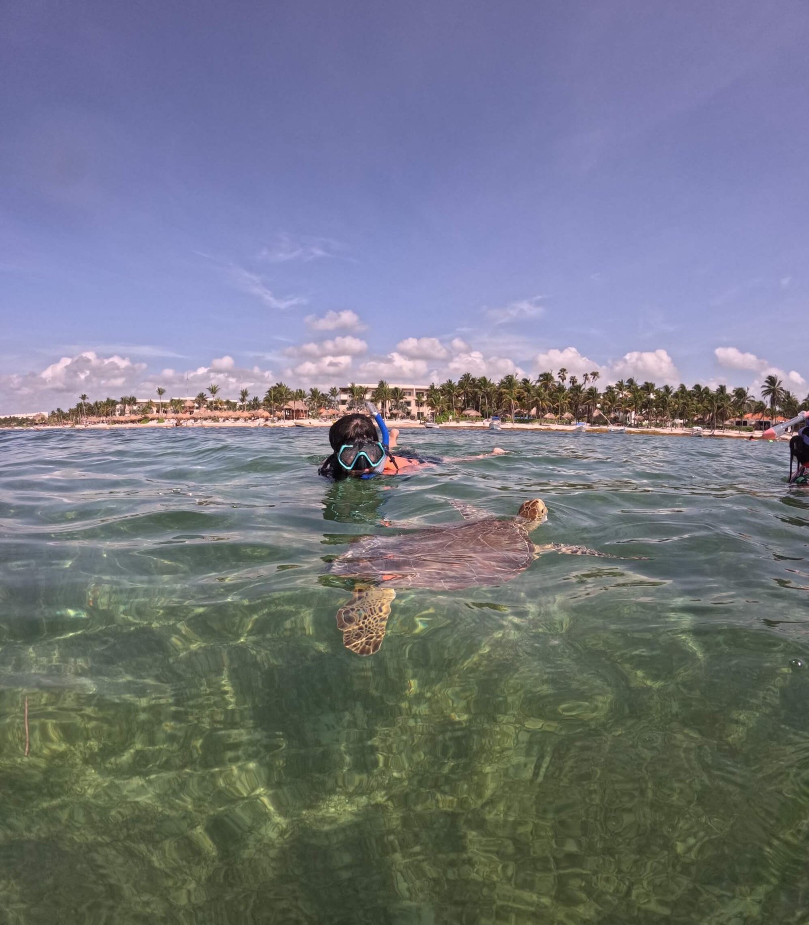 Snorkeling with Sea Turtles & Cenote photo 2