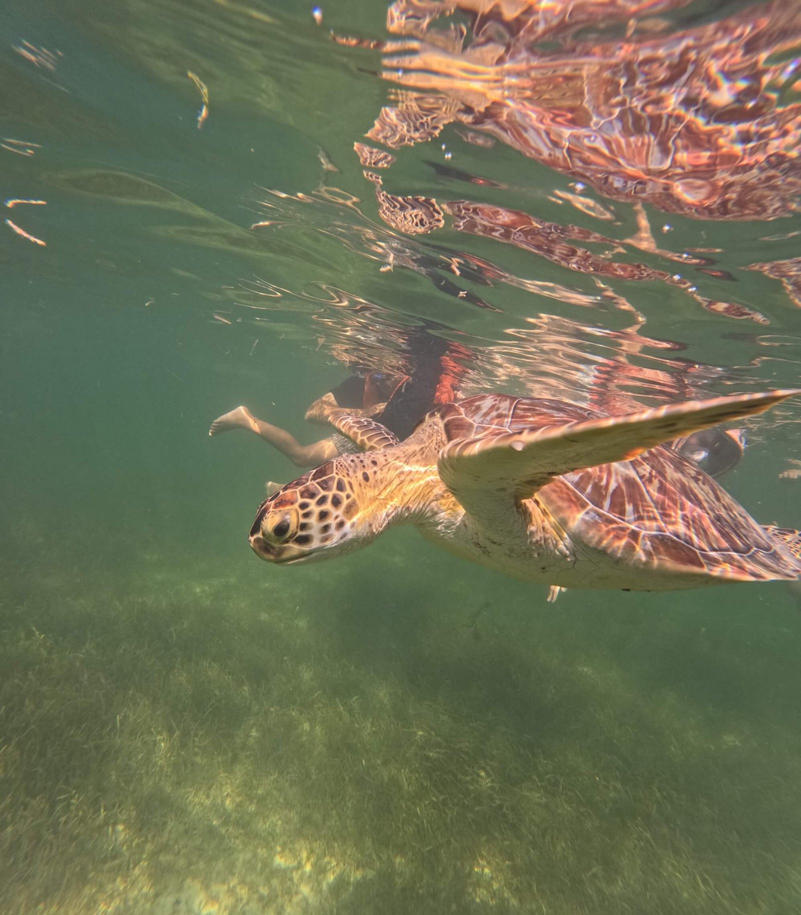 Snorkeling with Sea Turtles & Cenote photo 5