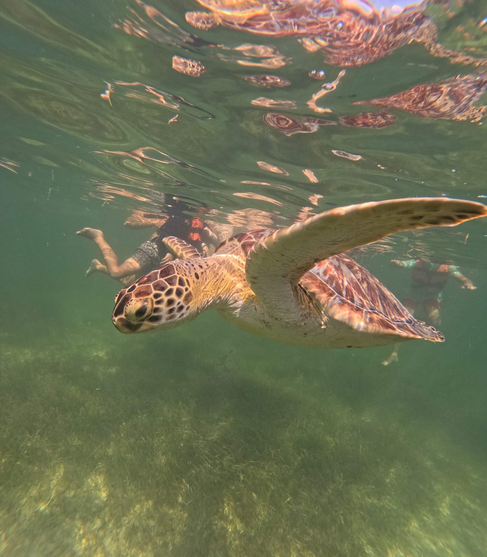 Snorkeling with Sea Turtles & Cenote photo 6