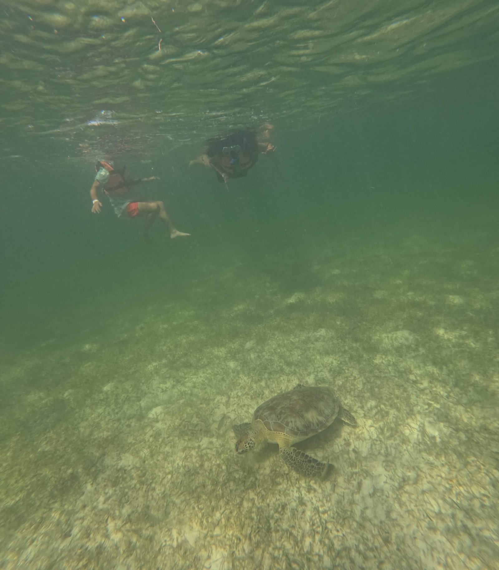 Snorkeling with Sea Turtles & Cenote photo 7