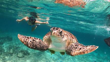 Visitor swimming with a sea turtle